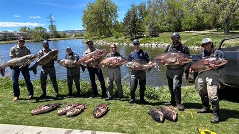 Huge invasive carp species pulled from Colorado pond | 9news.com