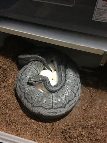 Image result for Blue Ghost Ball Python