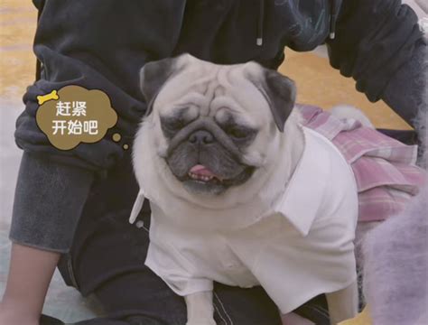 毛雪汪(2021年腾讯视频推出的综艺节目)_搜狗百科