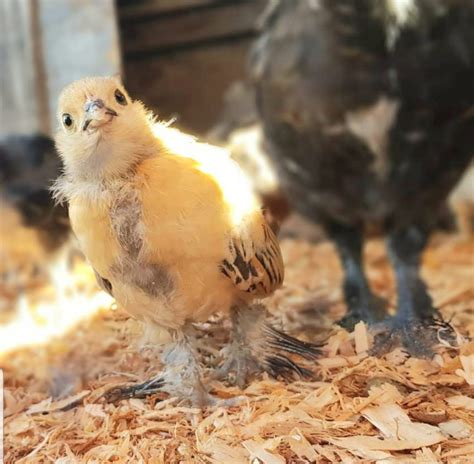 Mille Fleur D'Uccle | BackYard Chickens - Learn How to Raise Chickens