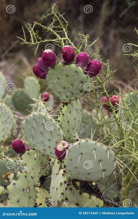 Nopal ( Nopalea ) Prickly Pear Cactus with Red Fruits Stock Image ...