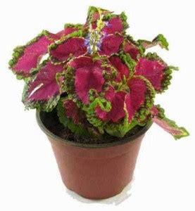 NurseryNature Coleus Plant Price in India - Buy NurseryNature Coleus ...