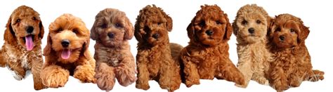 Image result for Poodle Cavapoo