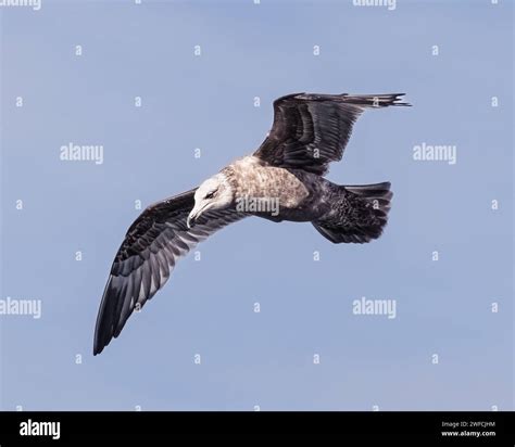 A white with gray speckles Ring-billed Seagull (Larus delawarensis ...