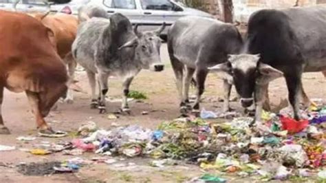 Animal Bones Found In Stomachs Of Goa Stray Cattle