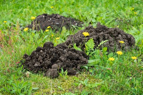 How to Detect and Handle a Mole Infestation in Your Yard