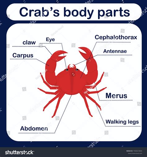 Crab Parts And Functions at Justin Pope blog