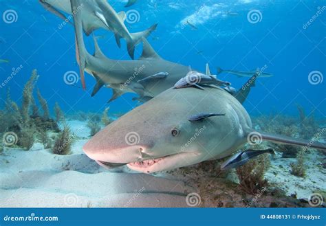 Lemon shark stock image. Image of travel, scuba, dangerous - 44808131