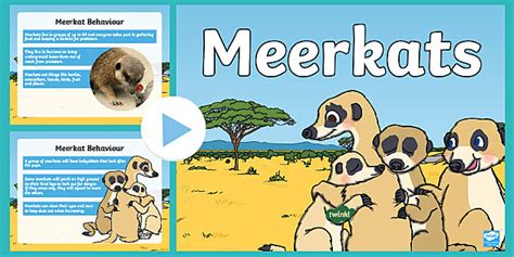 KS1 Meerkat Information PowerPoint