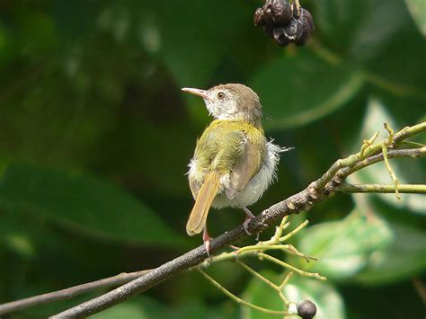 Common Tailorbird - Orthotomus sutorius - Sylviidae - Birds of India ...