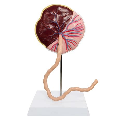 Buy Benilev Placenta Umbilical Cord Anatomical Model, Life Size ...