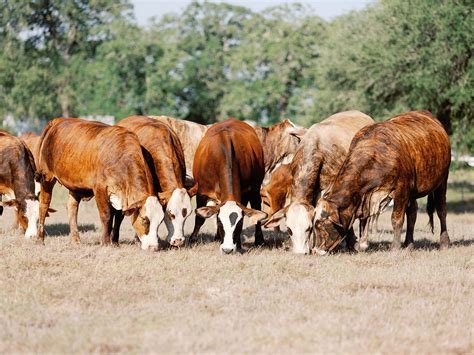 Everything You Want to Know About Brahman Cattle | V8 Ranch