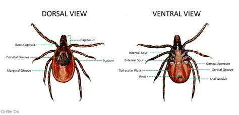 Image result for Embedded Deer Tick