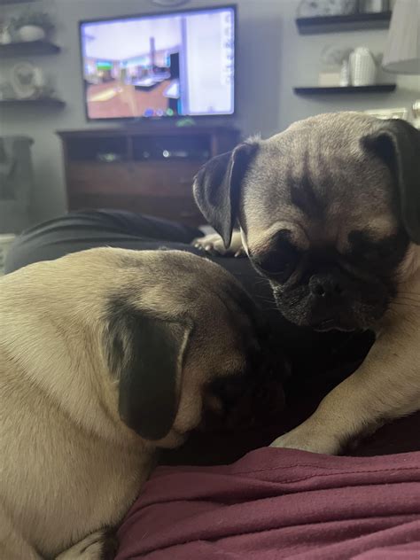 Happy National Pug Day from Chico! (PugxChihuahua mix) : r/pugs