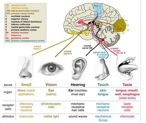 Image result for Stimulus Control Transfer ABA Example