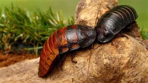 Image result for Cockroach Hatching