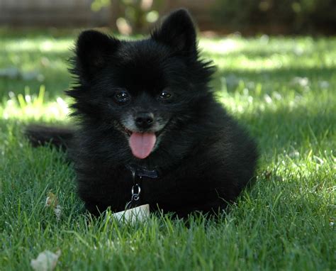 Pomeranian Dog : Temperament, Exercise and Grooming – InspirationSeek.com