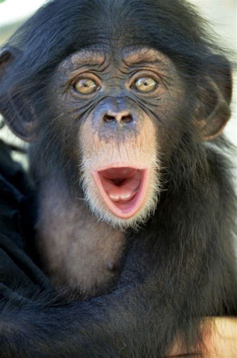 Image result for Monkey Using Computer Meme