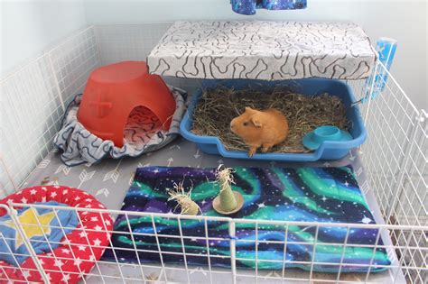 How Long Can Guinea Pigs Live? (Average Lifespan Of Guinea Pigs) - Precisely Pets