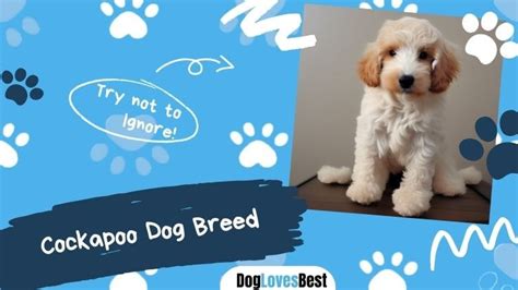 Image result for Cockapoo Breed