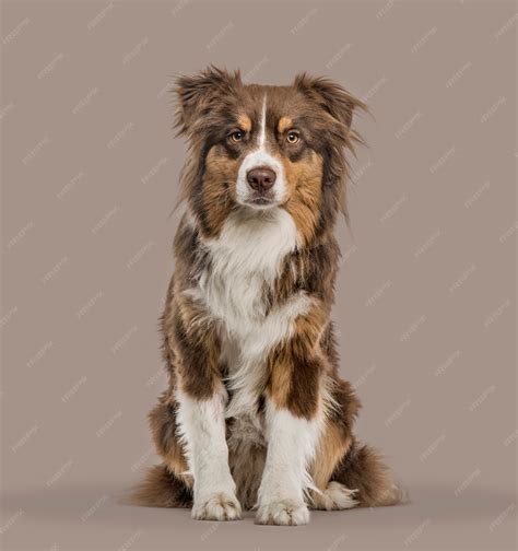 Red Tri Australian Shepherd