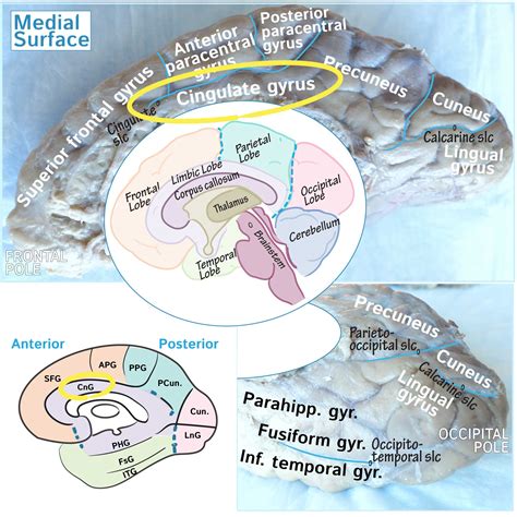 Cingulate Gyrus Function 的图像结果