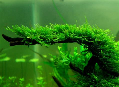Live Java Moss 的图像结果