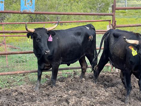 3 - Solid Black 3 and 4 Year Old Corriente Cows - Texas