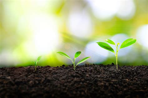 Image result for Plant 3D Python Script