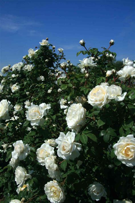 Fastest Climbing Roses 的图像结果