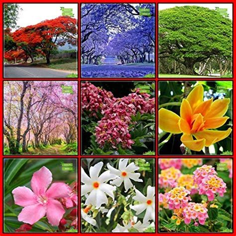 OhhSome Seeds Combo Tree Seeds : Blue Jacaranda, Flame Tree, Raintree ...