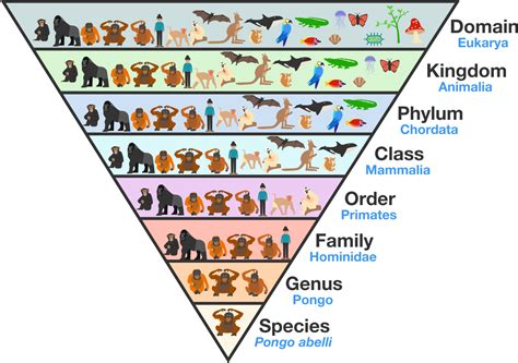 Organization of Knowledge Practice Problems Online | Brilliant