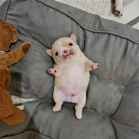 Silly Dog with Propeller Hat and Large Lollipop