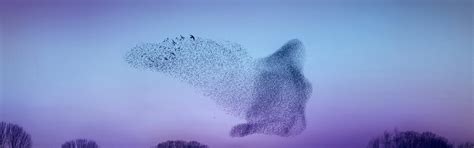 Image result for Proximus Software Development