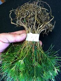 Image result for White Pine Seedlings