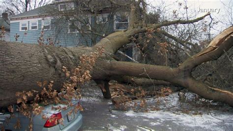 Image result for Avator Tree Fall