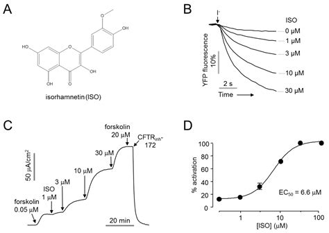 Isorhamnetin Ameliorates Dry Eye Disease via CFTR Activation in Mice