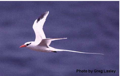 Birds of India - Red-billed Tropicbird - Phaethon aethereus ...