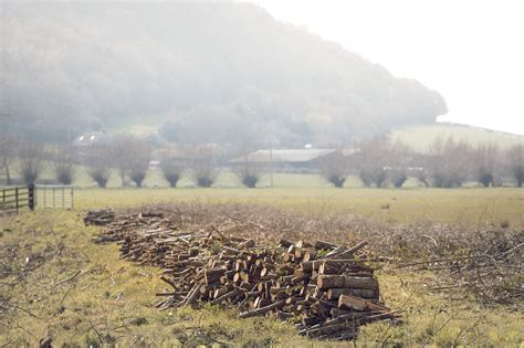 Image result for Pollarding