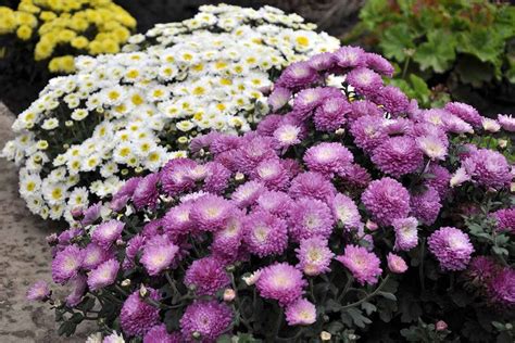 Why Are My White Flowers Turning Purple at Dorla Walker blog