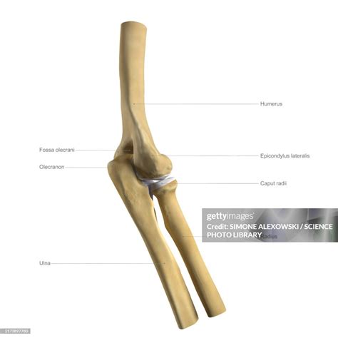 Anatomy Of The Elbow Labelled Illustration High-Res Vector Graphic - Getty Images