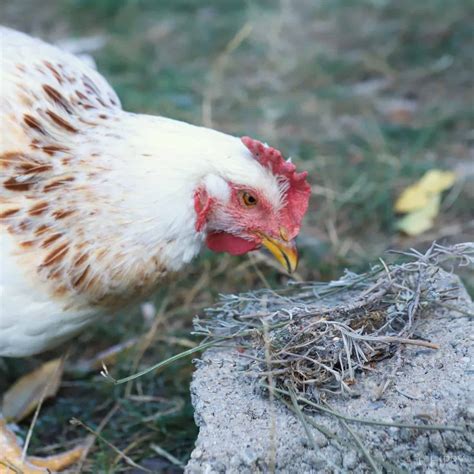 Chicken Fowl Cholera - Everything You Should Know