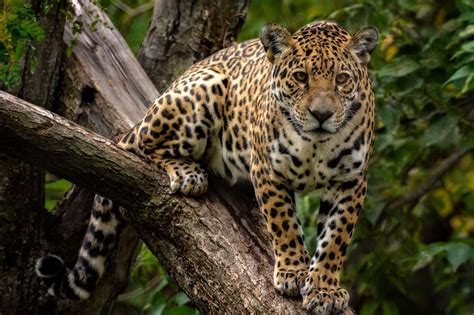 The jaguar (Panthera onca) is the largest cat of the Americas and a ...