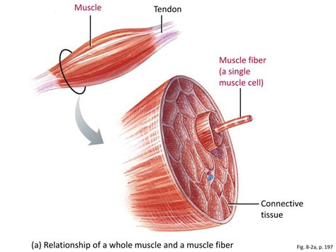 Image result for Muscle Fiber Z-Line