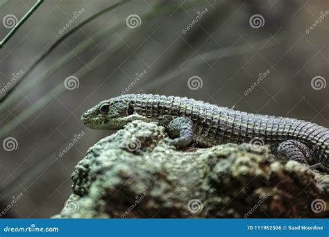Great plated lizard stock photo. Image of ancient, rock - 111962506