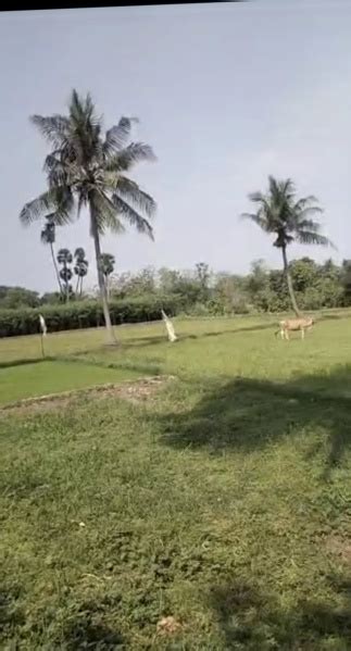 2.5 Acre Agricultural/Farm Land for Sale in Uthiramerur, Kanchipuram ...