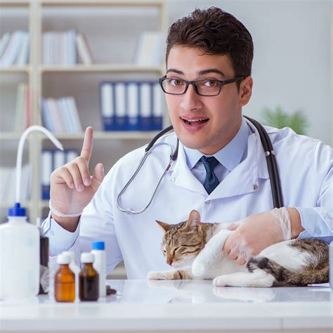 The Importance of Regular Vet Visits: What to Expect and Ask – Fetch Catoz