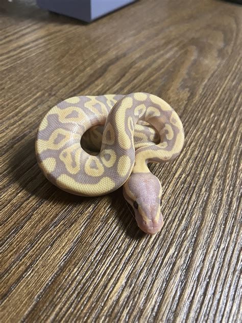 Ball Python Hatchling Care 的图像结果