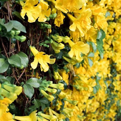 Buy Cat’s Claw Creeper Live Plant – Best Yellow Flowering Creeper Online