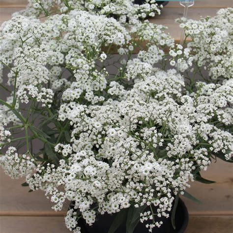 Gypsophila Plants Ready For The Garden Starflakes Babys Breath 1l ...